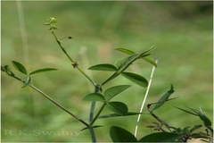 Crotalaria orixensis